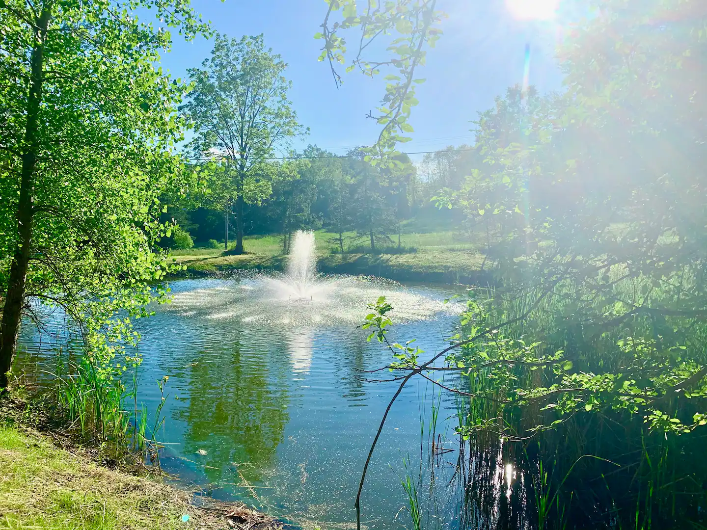 Pond and fountain surrounded by trees